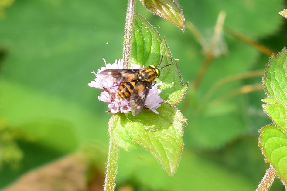 Een zweefvlieg, maar welke
